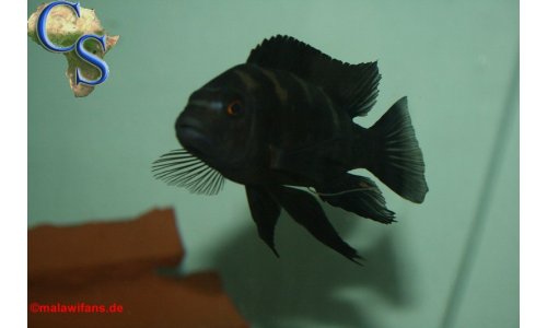 Cichliden